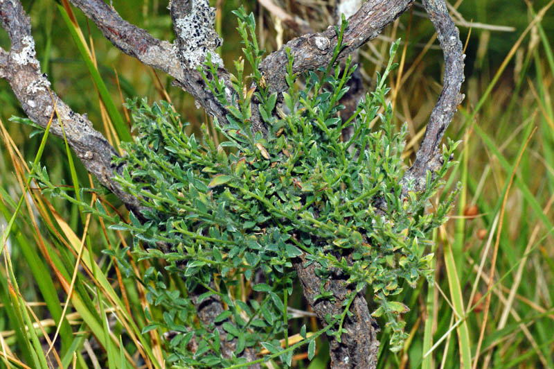 Genista pichisermolliana/ ginestra di Pichi Sermolli